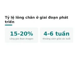 Tỷ lệ lông chân ở giai đoạn phát triển