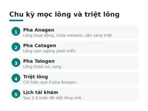 Chu kỳ mọc lông và triệt lông