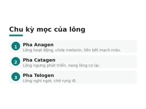 Chu kỳ mọc của lông