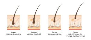Lông chân không thể mọc dài vô hạn vì giai đoạn phát triển (Anagen) chỉ kéo dài 30–45 ngày trước khi ngừng lại và rụng theo chu kỳ tiến hóa tự nhiên.