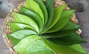 Lá trầu không chứa các chất kháng khuẩn và chống oxy hóa mạnh giúp bảo vệ da, nhưng chỉ có khả năng làm yếu và ức chế lông phát triển tạm thời chứ không thể triệt tận gốc.